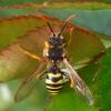 Nomada sp.